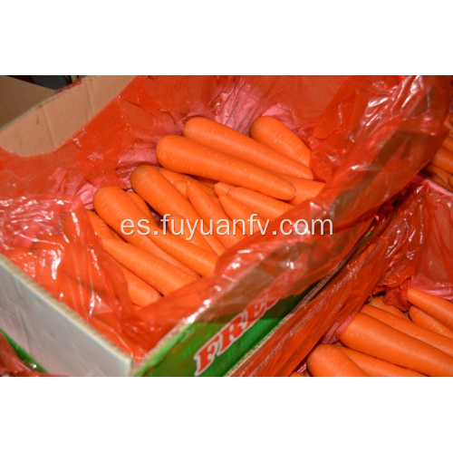 Verduras frescas de zanahoria para la venta